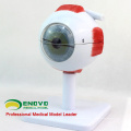EYE02 (12526) modèle d&#39;anatomie médicale 6-eyes Eyes Model